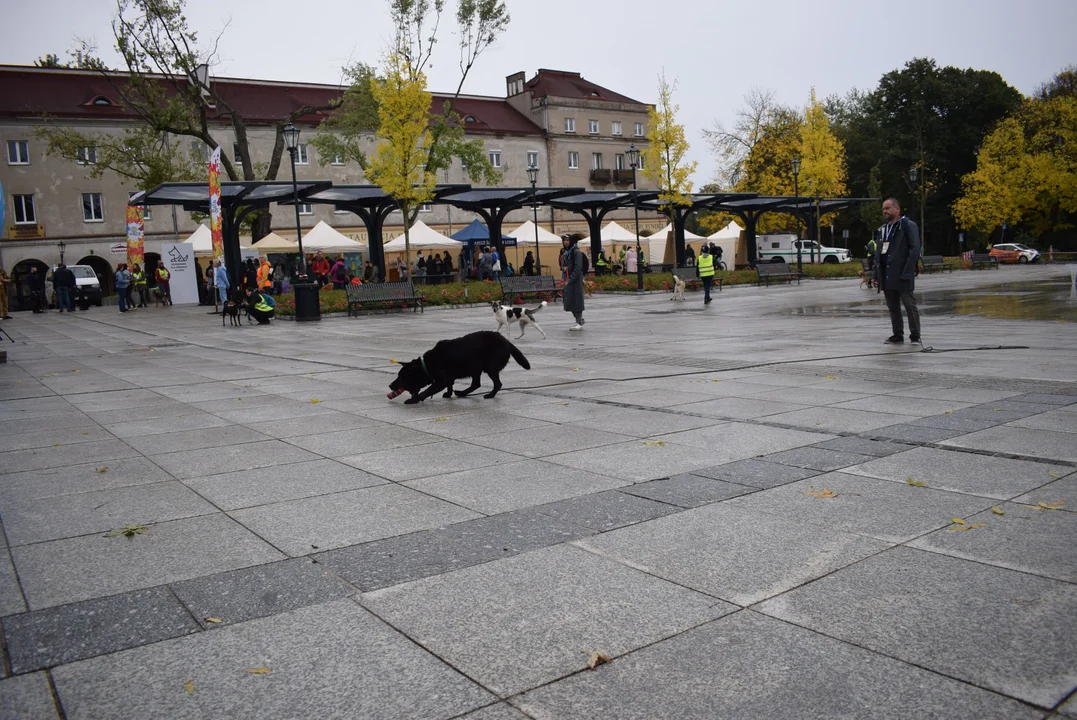 Światowy Dzień Zwierząt w Łodzi