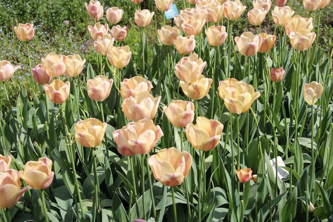 Ogród botaniczny w Łodzi w maju zachwyca