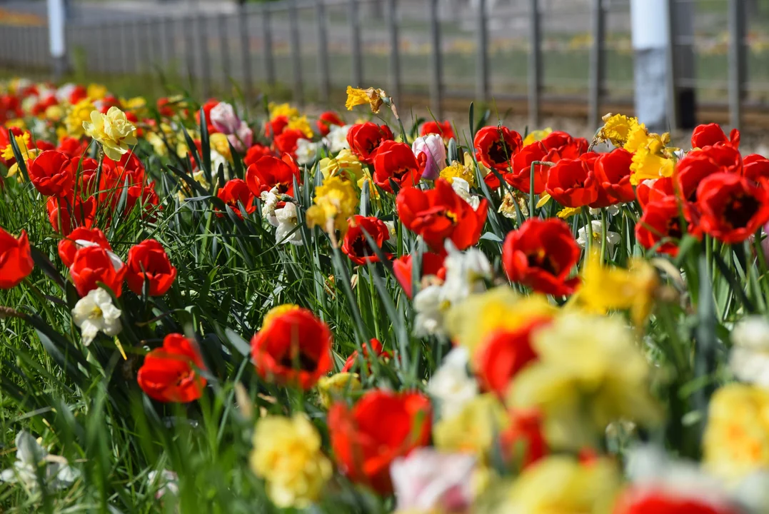 Tulipany na Bałutach