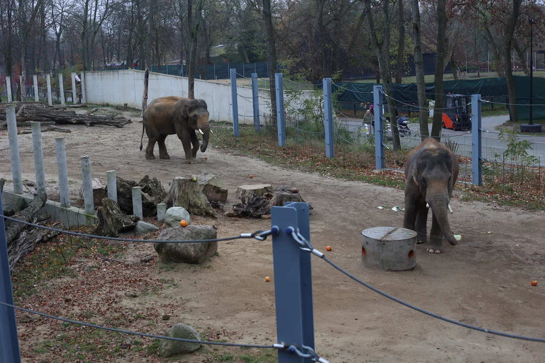 Słonie indyjskie na wybiegu w łódzkim zoo – 08.11.2024 r.