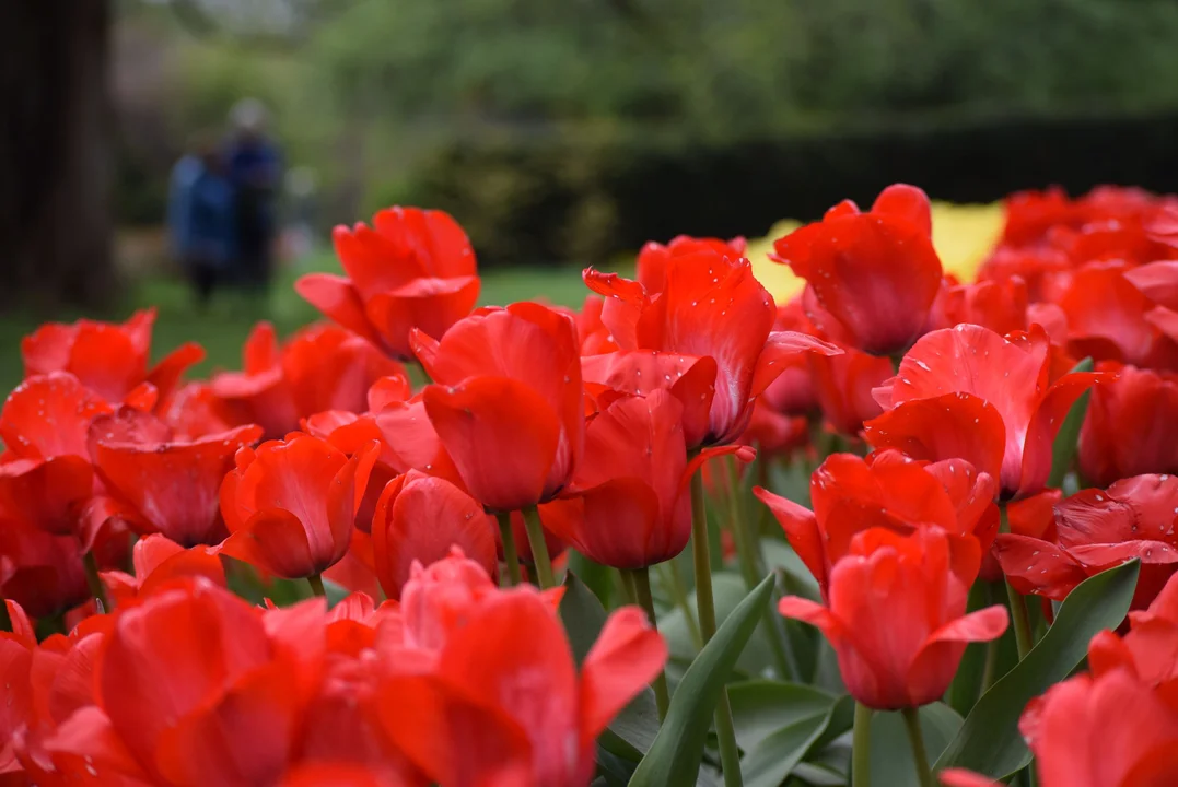 Tulipany w ogrodzie botanicznym