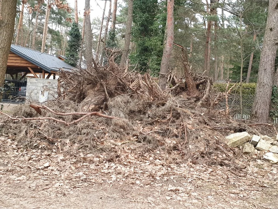 Mieszkańcy Sokolnik-Lasu są zbulwersowani. Wójt nie chce odbierać odpadów zielonych pomimo wyroku sądu