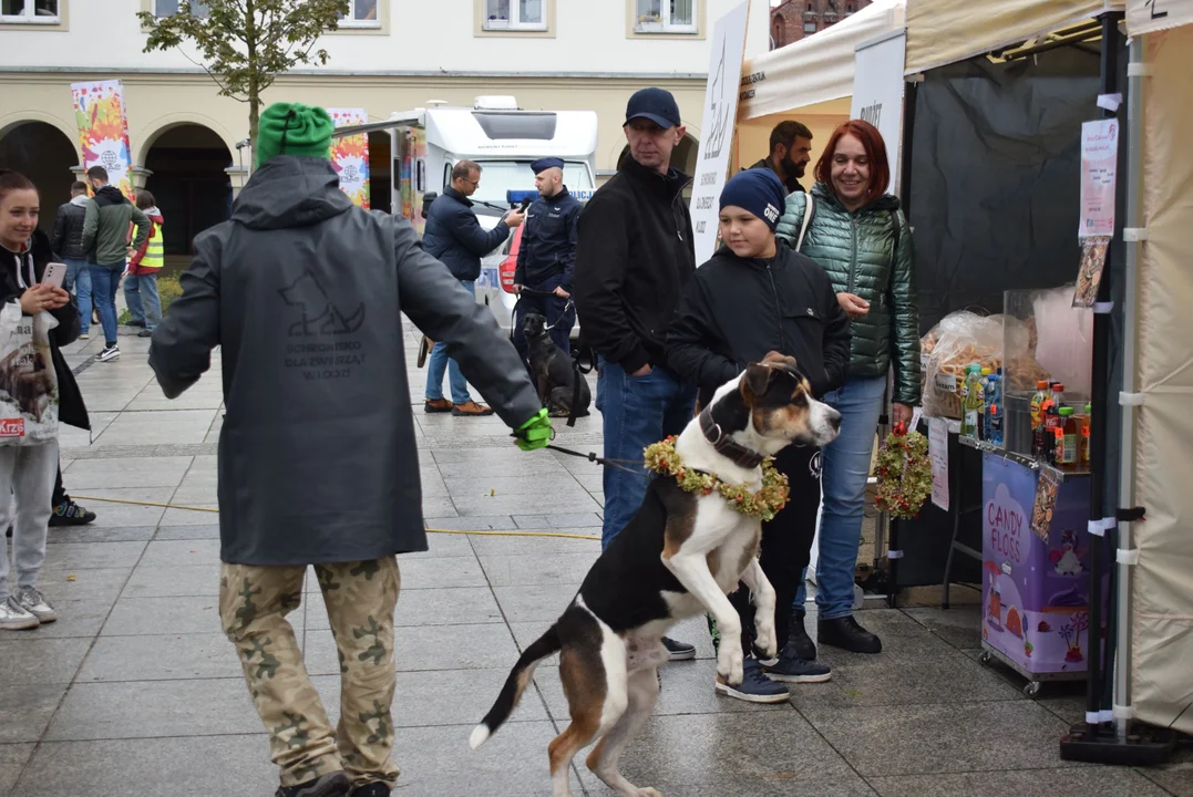 Światowy Dzień Zwierząt w Łodzi