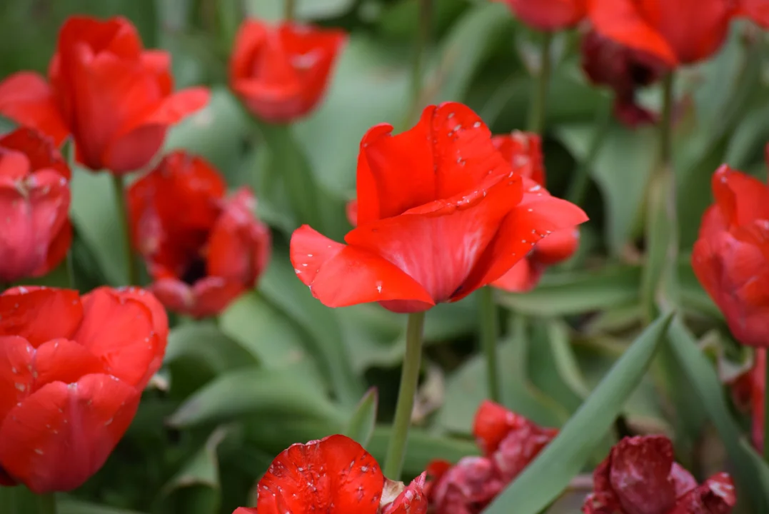 Tulipany w ogrodzie botanicznym