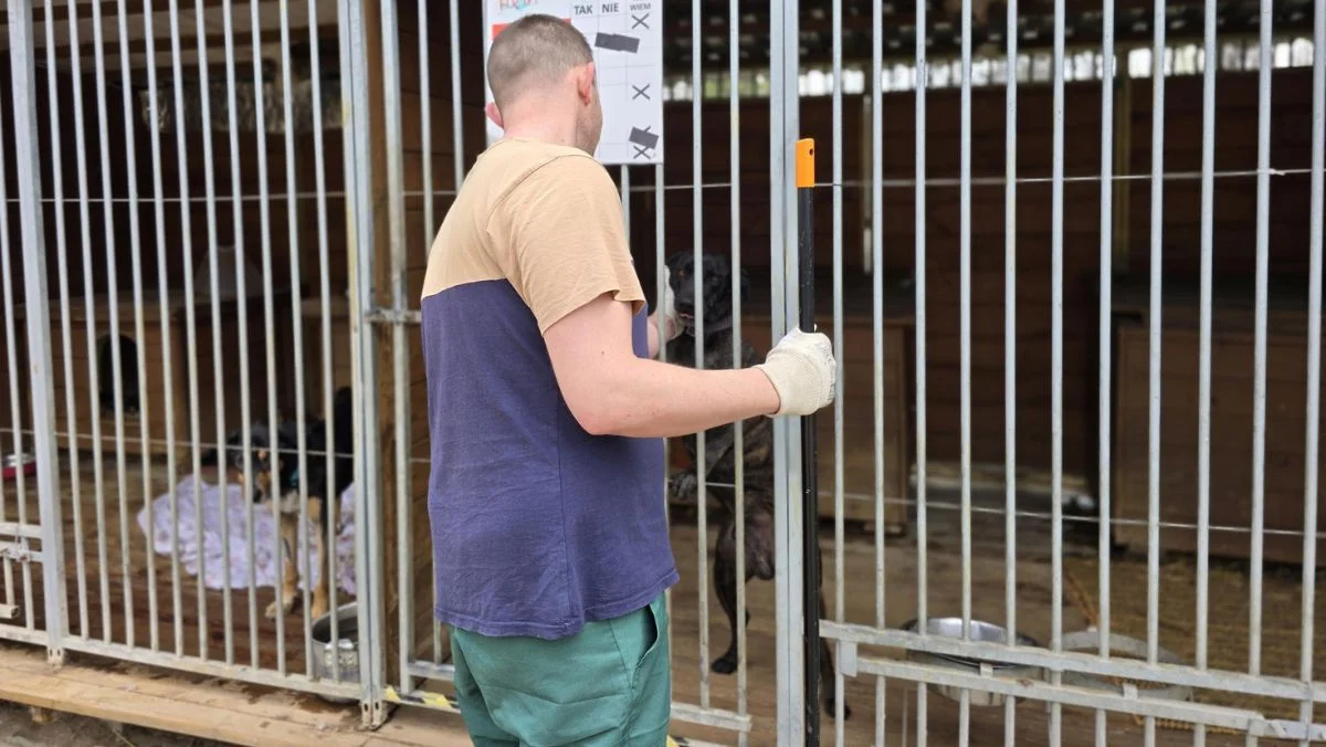 Nietypowe akcje osadzonych w więzieniu. Pomagają ratować pszczoły i wspierają schronisko