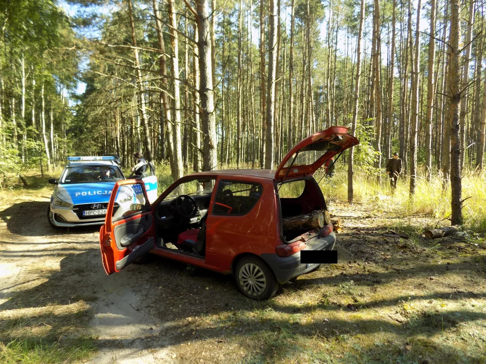 Wycinali drzewa w podkutnowskich lasach. Nakradli drewna za blisko 18 tys. zł [ZDJĘCIA] - Zdjęcie główne