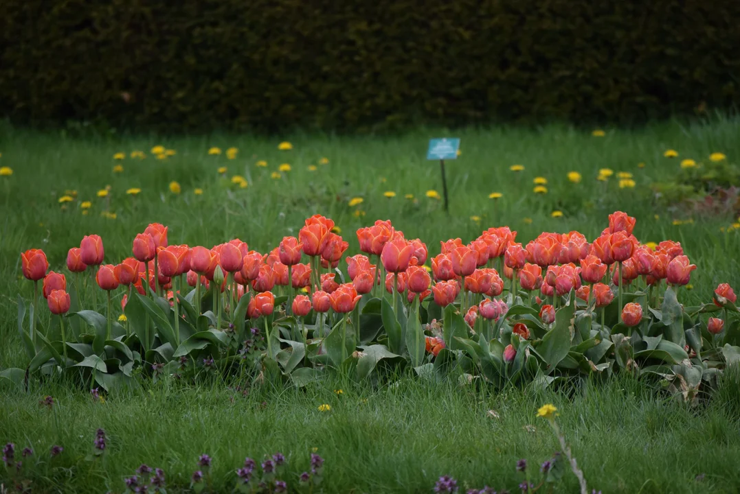 Tulipany w ogrodzie botanicznym