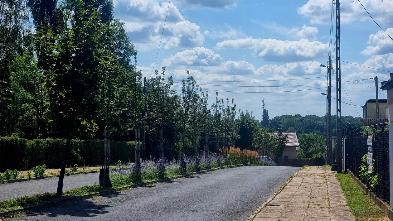 Rozwiązania dla roślin w Zgierzu. Jak miasto dba o drzewa? [ZDJĘCIA] - Zdjęcie główne