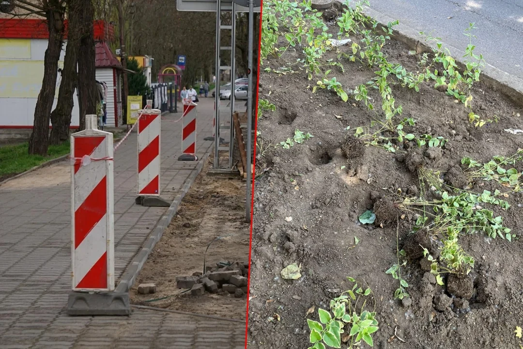 Wandale zniszczyli zieleń w centrum Kutna. Mieszkańcy nie przebierają w słowach - Zdjęcie główne