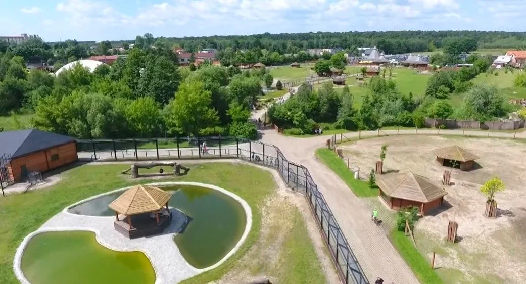 Rzadkie drapieżniki w regionie. "Wychodzą na zewnątrz głównie po zmierzchu" - Zdjęcie główne