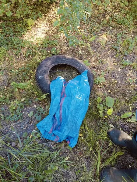 Kocięta w worku - Schronisko Piotrków