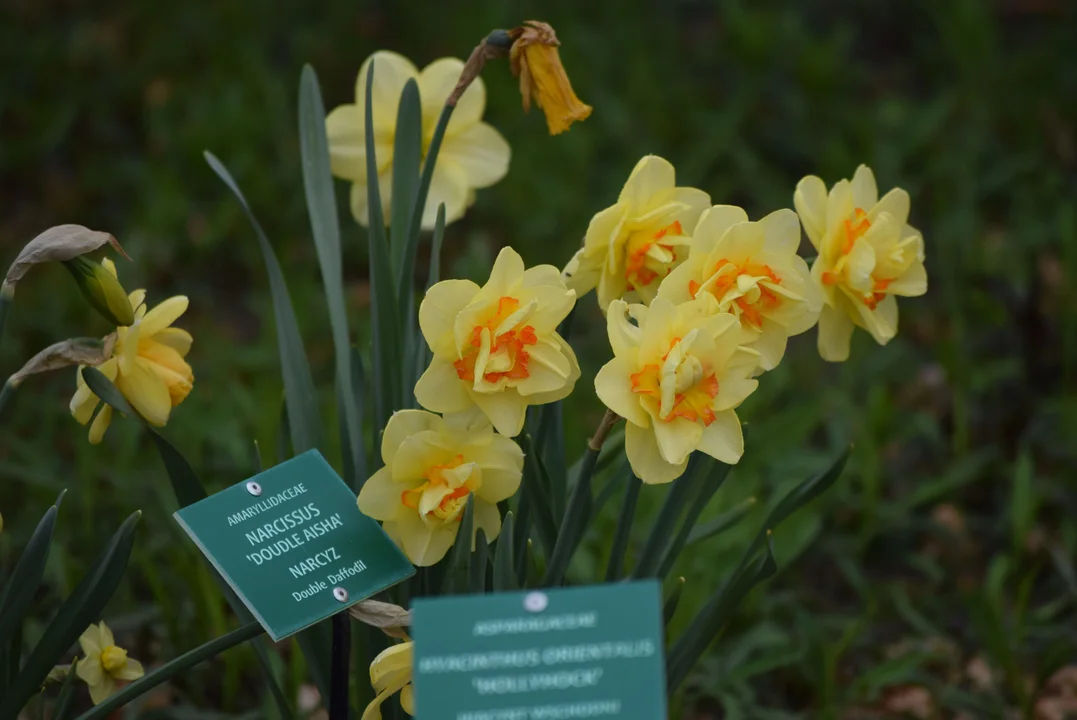 Tulipany w ogrodzie botanicznym