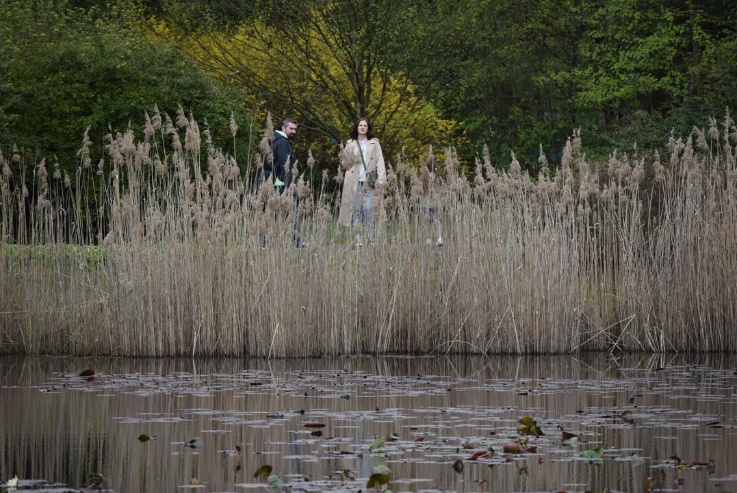 Tulipany w ogrodzie botanicznym