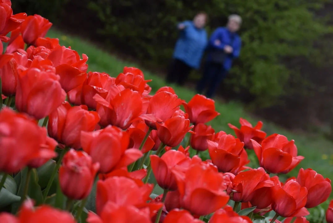 Tulipany w ogrodzie botanicznym