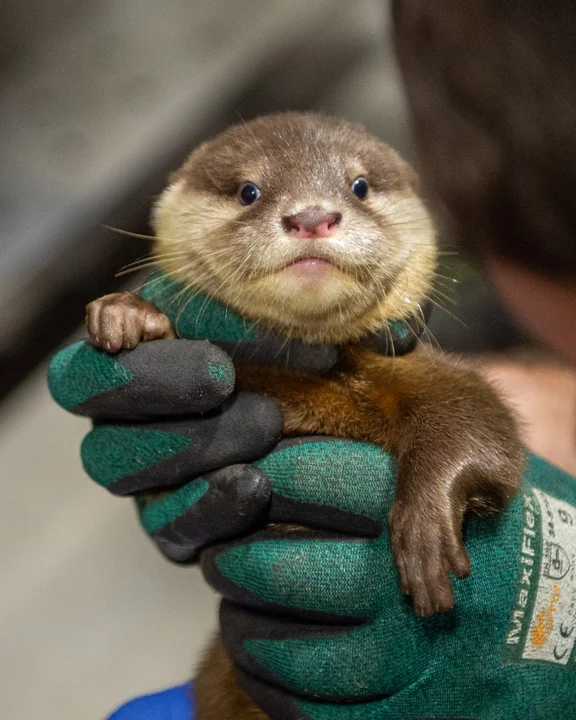 Noworoczne narodziny w Orientarium ZOO Łódź!