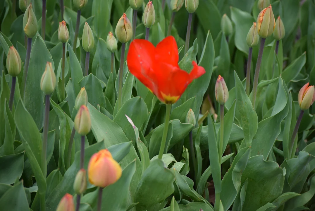 Tulipany w ogrodzie botanicznym