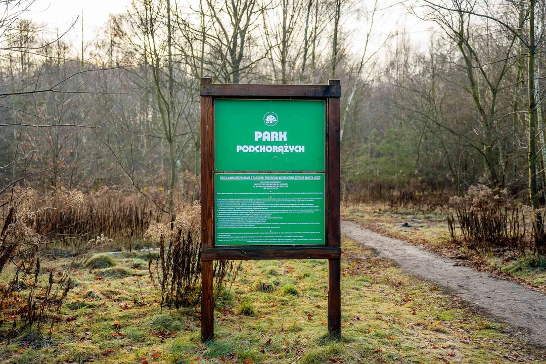 Zmiany w parku leśnym przy Podchorążych na Złotnie. Czy mieszkańcy będą zadowoleni? [ZDJĘCIA] - Zdjęcie główne