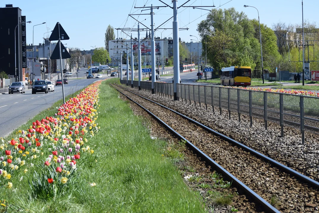 Tulipany na Bałutach