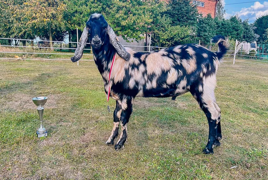 Niezwykła hodowla koło Szczercowa. Kozy dostały puchary i medale [FOTO] - Zdjęcie główne