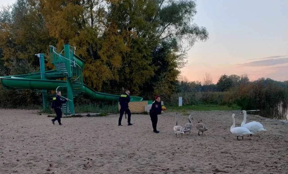 Łabędź w potrzebie. Wspólna akcja strażników miejskich i strażaków [ZDJĘCIA] - Zdjęcie główne