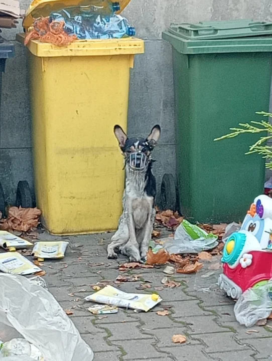 Psy znalezione w Zgierzu