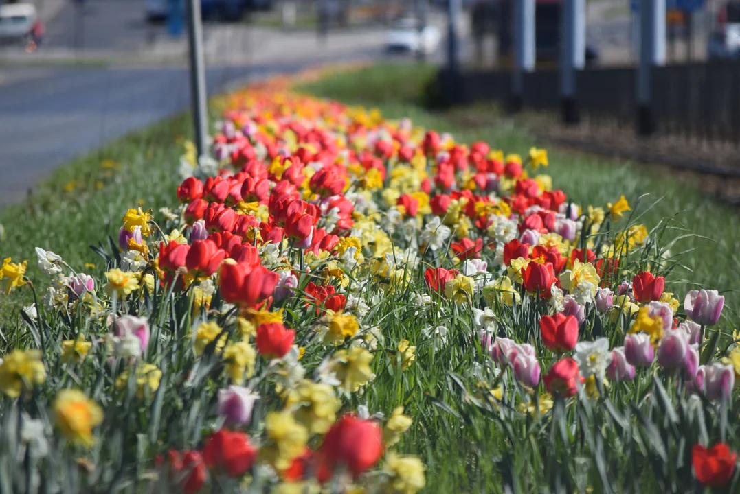 Tulipany na Bałutach