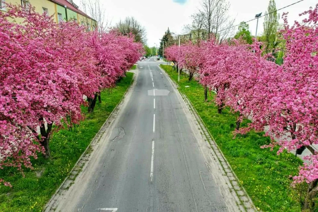 Galeria zdjęć Zgierza oczami jego mieszkańców. Niektóre kadry są naprawdę piękne [galeria]