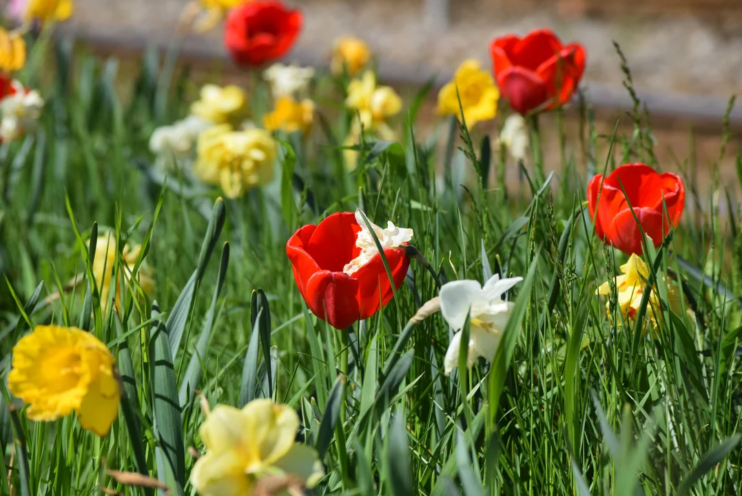 Tulipany na Bałutach