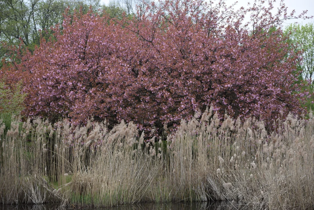 Tulipany w ogrodzie botanicznym