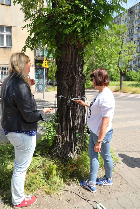 Drzewo runęło na środku drogi - Urząd Miasta Łodzi wydał specjalne zalecenia