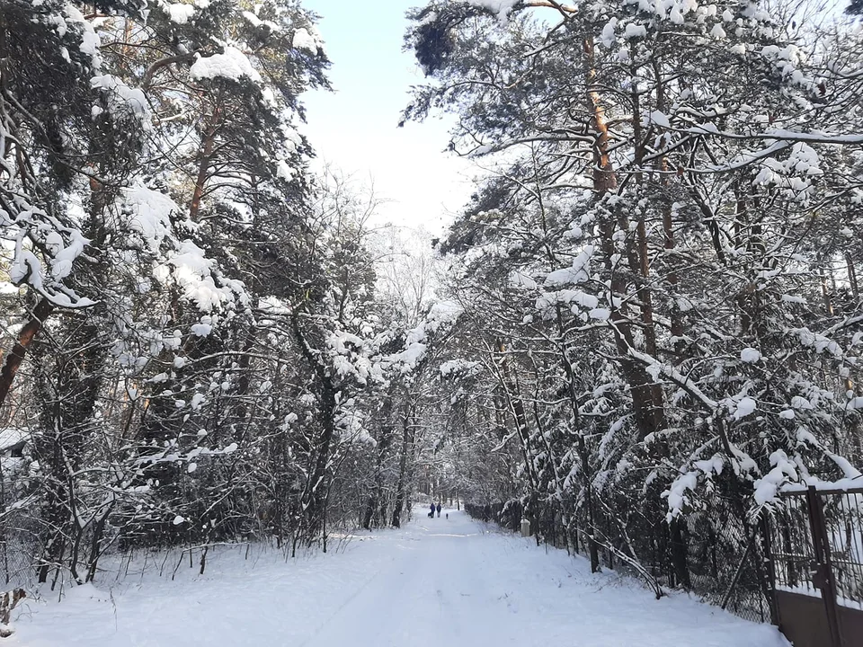 Śnieżna galeria ze Zgierza i Sokolnik-Lasu