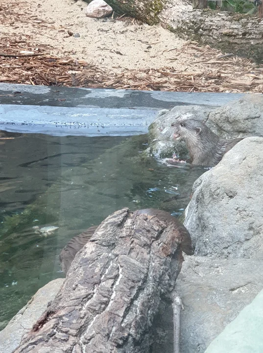 Orientarium ZOO Łódź