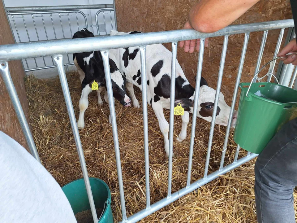 Wystawa zwierząt hodowlanych w Bratoszewicach