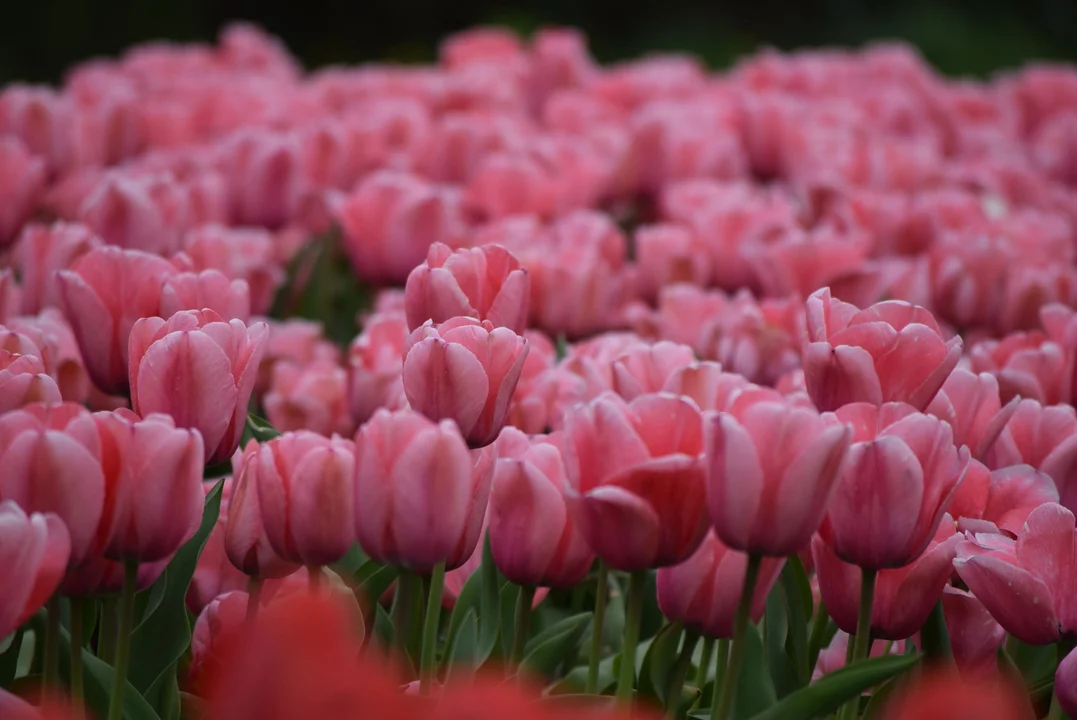 Tulipany w ogrodzie botanicznym