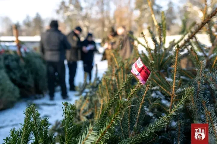 Czy masz w domu legalną choinkę? Straż Miejska i Nadleśnictwo sprawdzali targowiska