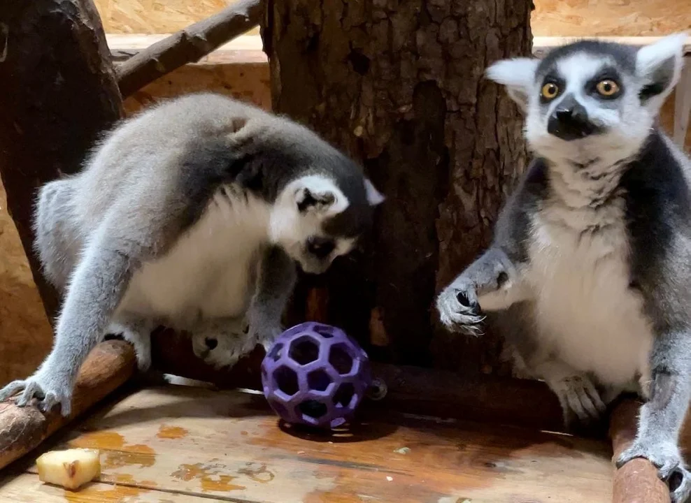 Żurawina dla lemurów, "cytrusowe" zabawki dla pazurkowców. Co mieszkańcy łódzkiego Orientarium dostali pod choinkę? [ZDJĘCIA] - Zdjęcie główne