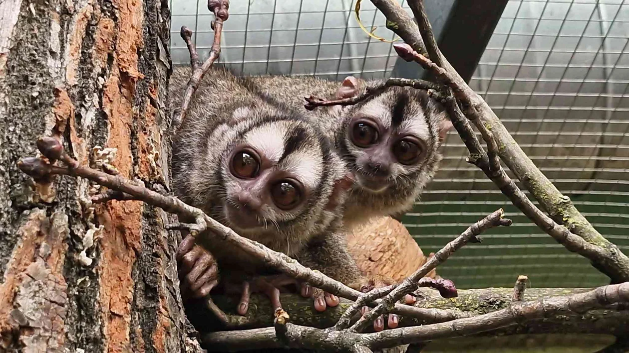 Kosmici z łódzkiego Orientarium