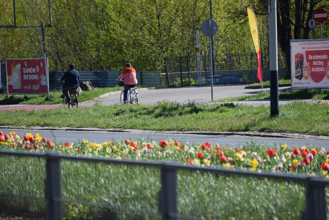 Tulipany na Bałutach