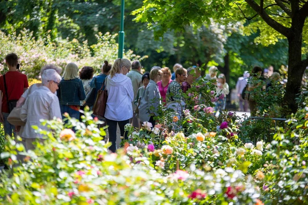 Piknik wśród Róż 2024