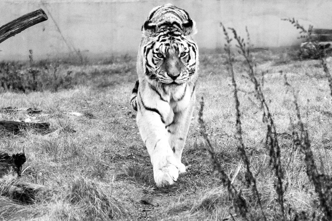 Koniec pewnej epoki w łódzkim zoo. "Żegnaj, kochane Serduszko" [FOTO] - Zdjęcie główne