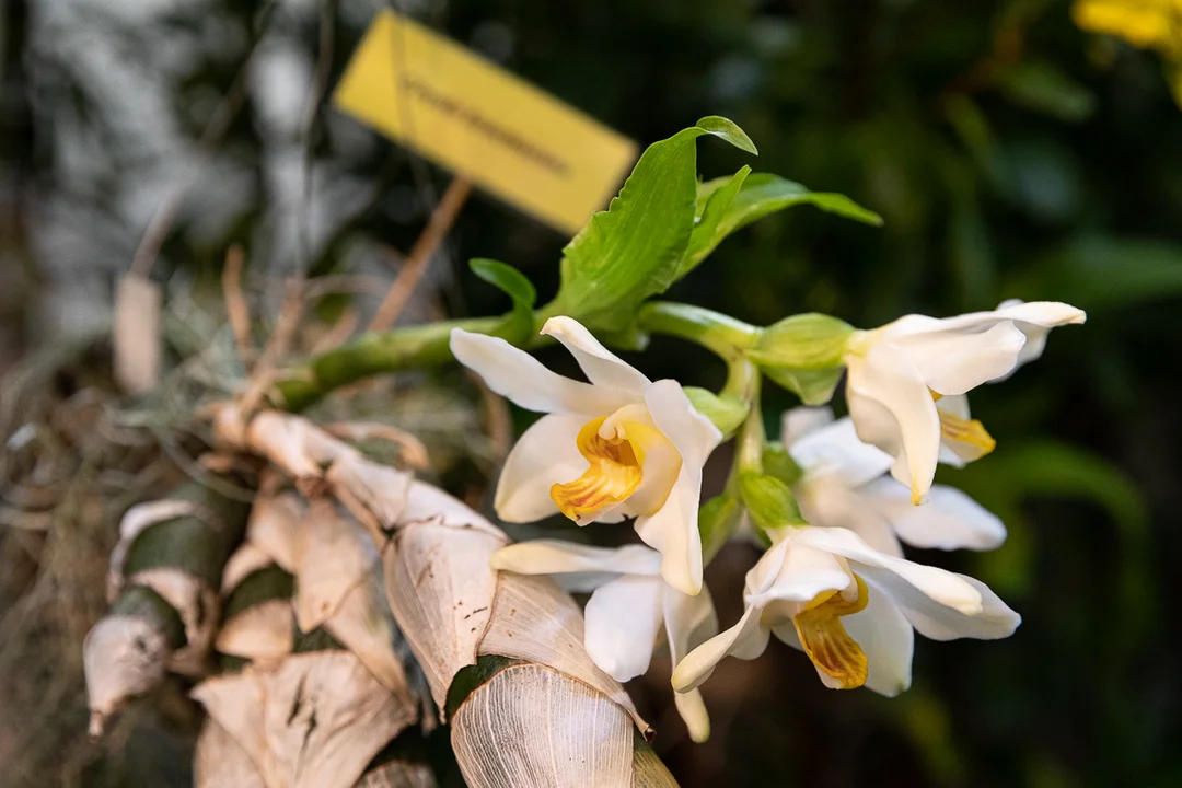 Tajemniczy świat storczyków w Ogrodzie Botanicznym w Łodzi