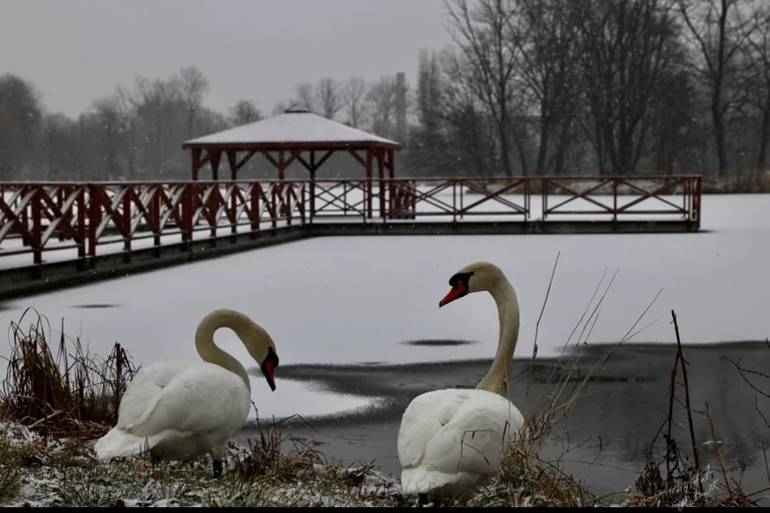 Galeria zdjęć Zgierza