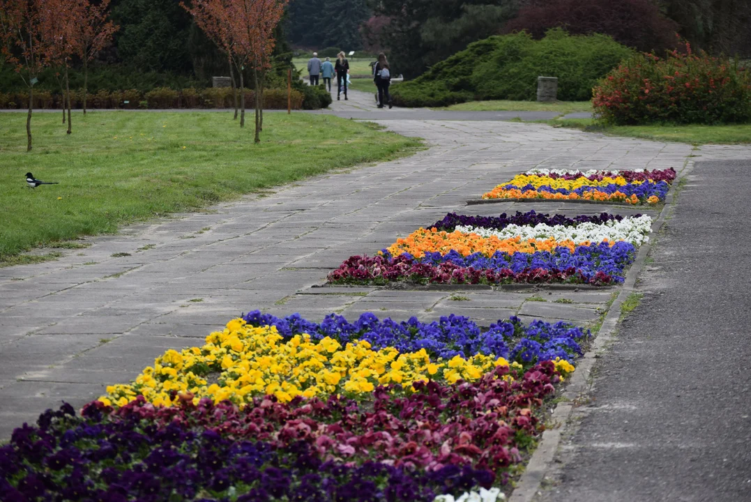 Tulipany w ogrodzie botanicznym