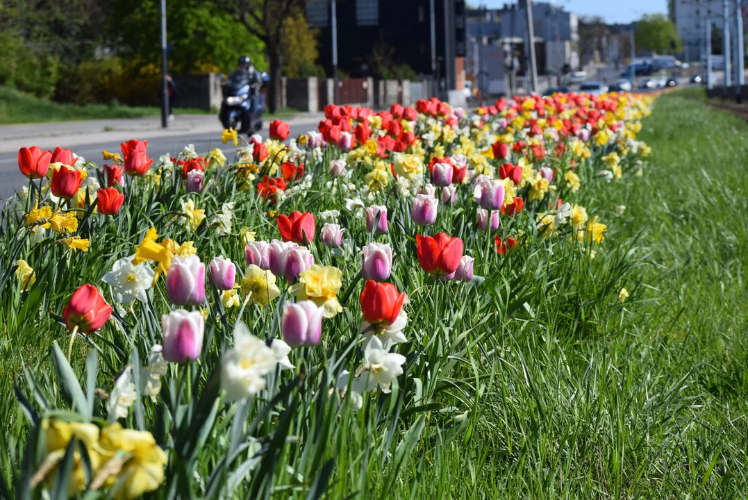 Tulipany na Bałutach