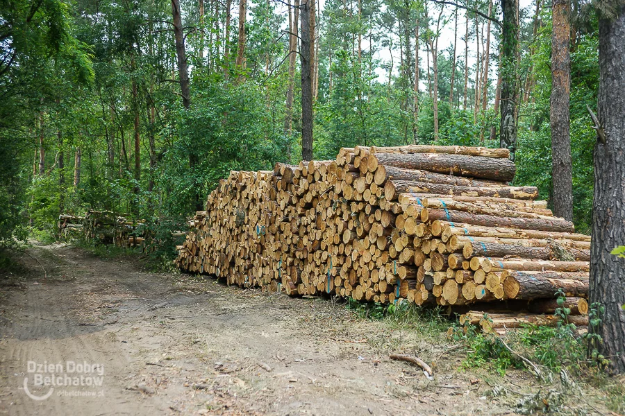 Pod Bełchatowem wycinają las. Mieszkańcy mają obawy, a nadleśnictwo tłumaczy - Zdjęcie główne