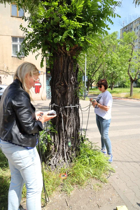 Drzewo runęło na środku drogi - Urząd Miasta Łodzi wydał specjalne zalecenia