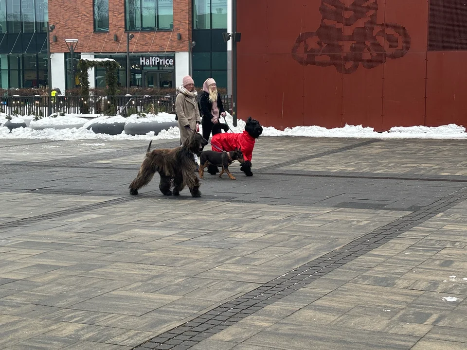 Charytatywny spacer z chartami w Gdańsku