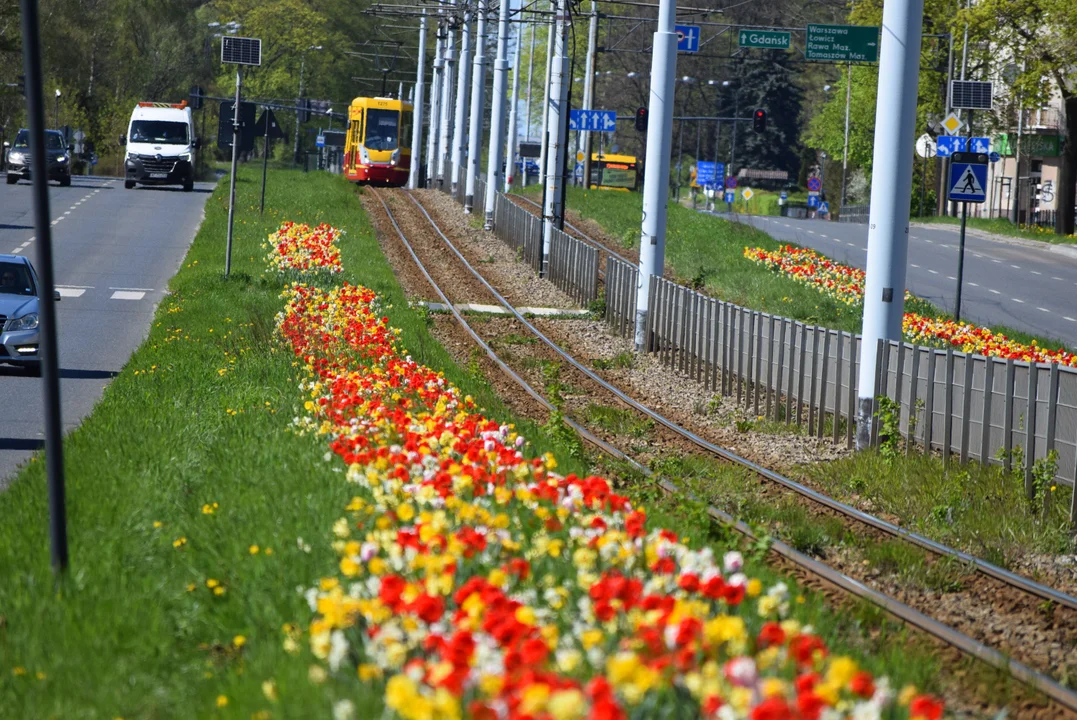 Tulipany na Bałutach