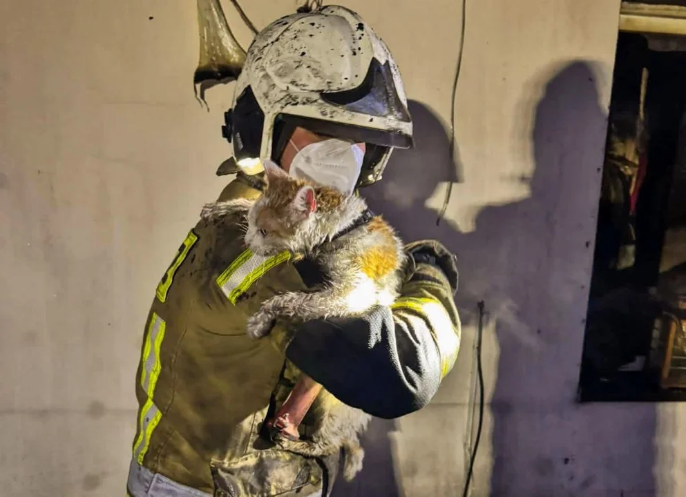 Osmolony bohater ratuje kota z płonącego domu. To zdjęcie poruszyło internet - Zdjęcie główne