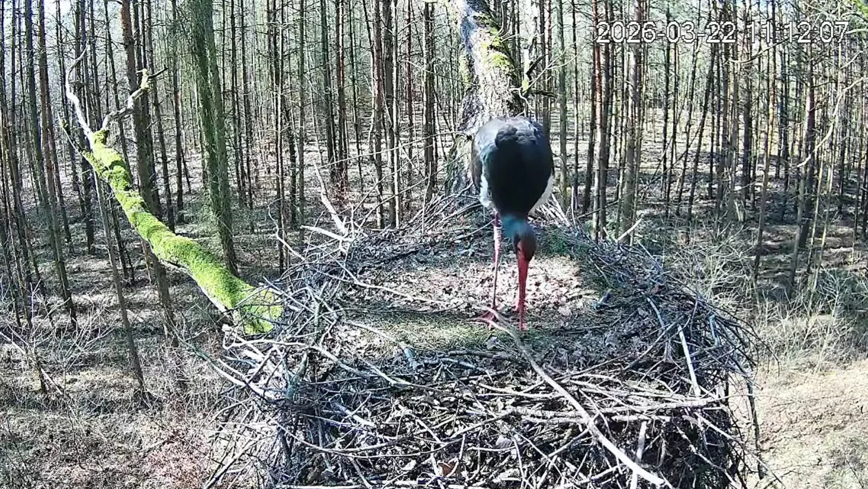 Rusza bociani Big Brother